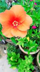 Hibiscus rosa-sinensis