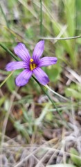 Sisyrinchium idahoense