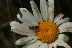 Parascythris muelleri