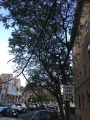 Gleditsia triacanthos