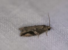 Proteoteras crescentana