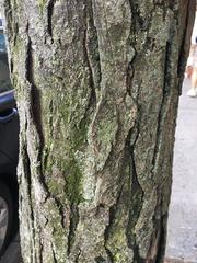 Gleditsia triacanthos