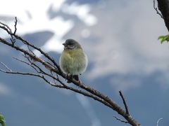 Phrygilus