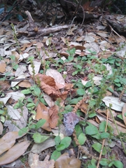 Veronica officinalis