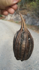 Aristolochia maxima