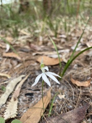 Caladenia catenata