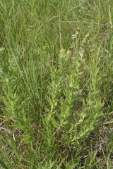 Lithospermum occidentale