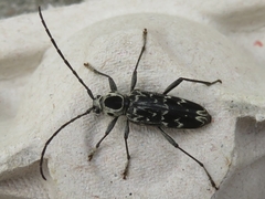 Sarosesthes fulminans