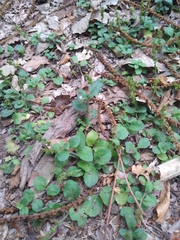 Veronica officinalis