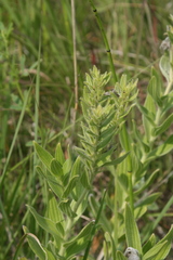 Lithospermum occidentale