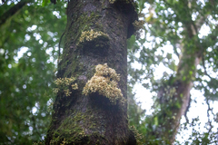 Dysoxylum parasiticum