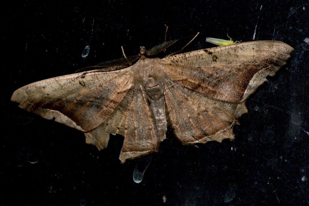 Chorodna adumbrata