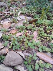 Veronica officinalis