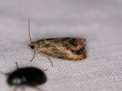 Olethreutes hamameliana