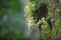Dysoxylum parasiticum