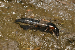Philonthus marginatus