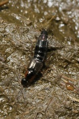 Philonthus marginatus