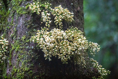 Dysoxylum parasiticum