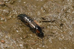 Philonthus marginatus