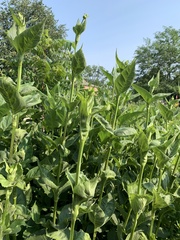 Silphium perfoliatum