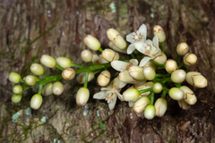 Dysoxylum parasiticum