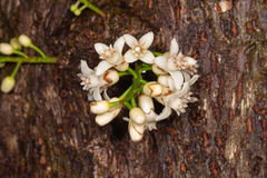 Dysoxylum parasiticum
