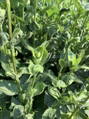 Silphium perfoliatum