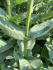 Silphium perfoliatum