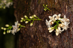 Dysoxylum parasiticum