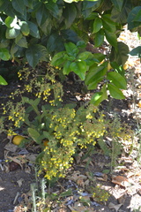 Calceolaria petioalaris