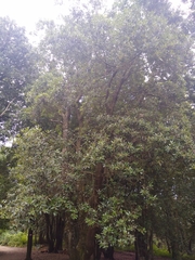 Quercus ilex