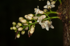 Dysoxylum parasiticum