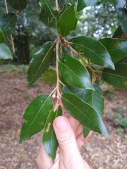 Quercus ilex