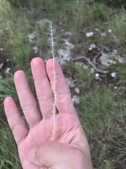 Bothriochloa longipaniculata