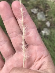 Bothriochloa longipaniculata
