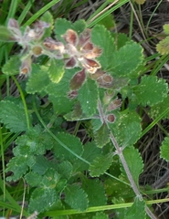 Teucrium chamaedrys nuchense