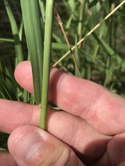 Bothriochloa longipaniculata