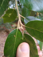Quercus ilex