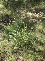 Bothriochloa longipaniculata