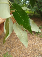 Quercus ilex