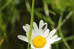 Parascythris muelleri