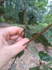 Quercus ilex