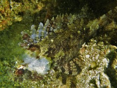 Centrogenys vaigiensis