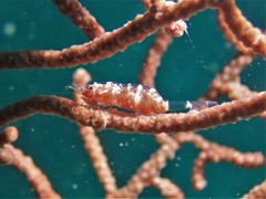 Hamodactylus boschmai