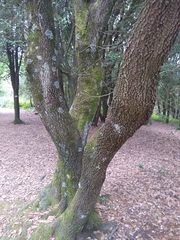 Quercus ilex