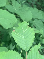 Agromyza aristata