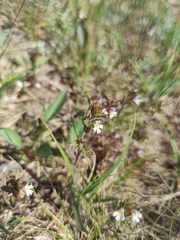 Euphrasia wettsteinii