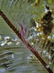 Caprella penantis