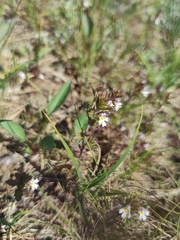 Euphrasia wettsteinii