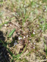 Euphrasia wettsteinii